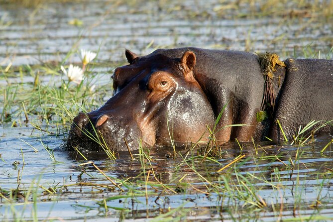 Zambezi Sunset Cruise - Wildlife, Drinks & Breathtaking Views - Who This Cruise Is Best For (and Who Might Want Another Option)